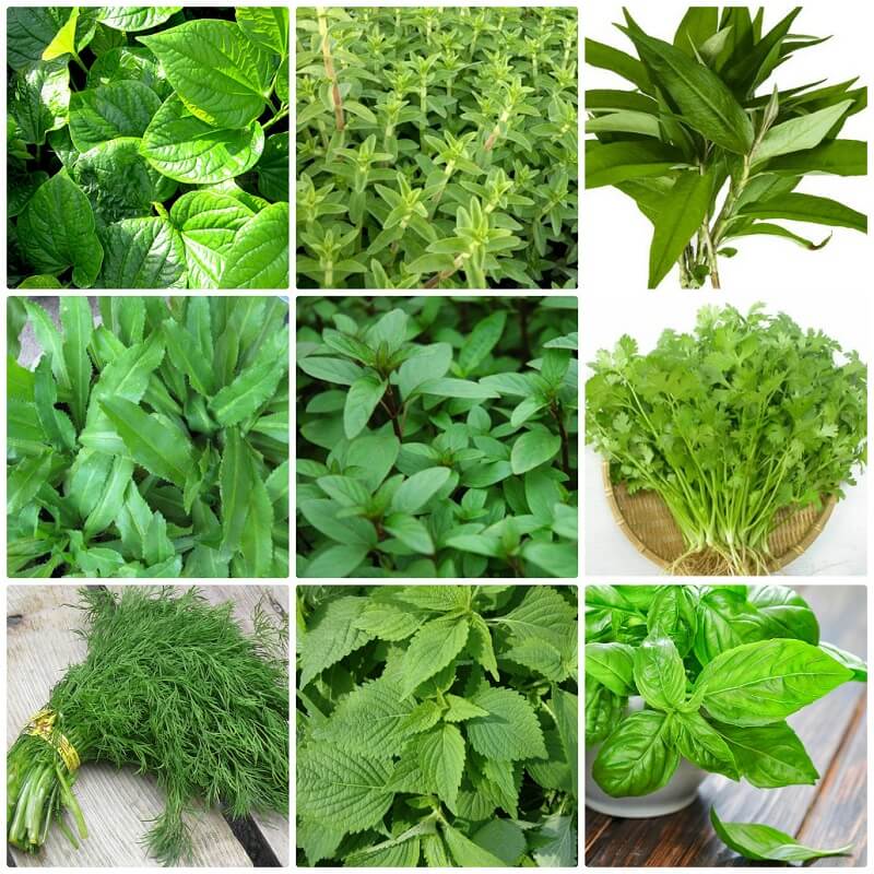 Rau thơm c&aacute;c loại
